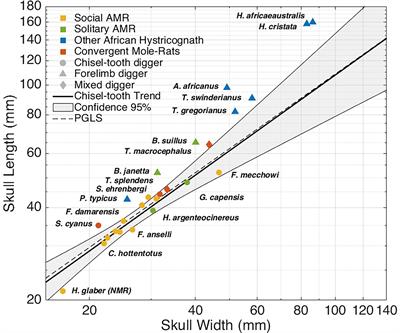 Unusual occurrence of domestication syndrome amongst African mole-rats: Is the naked mole-rat a domestic animal?